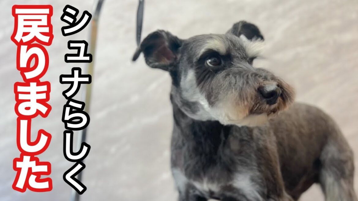 シュナウザーらしさを４ヶ月かけて戻しました！（トントンくん）