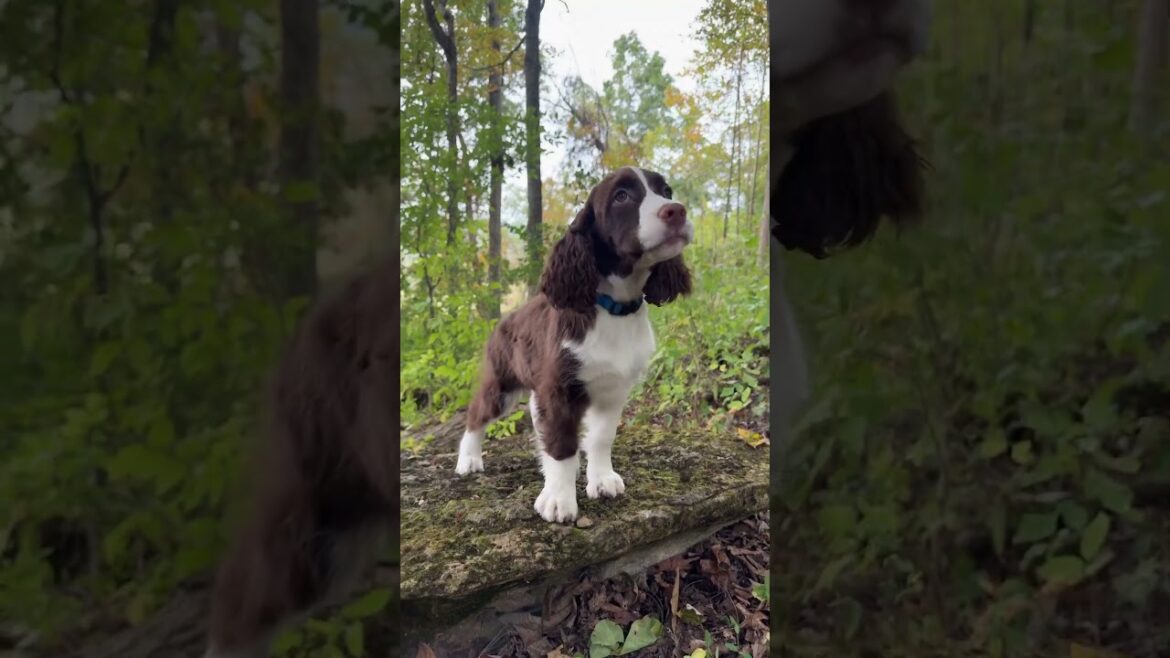 Springer Spaniel Out On A Big Adventure! #springerspaniel #spaniel #dogtraining