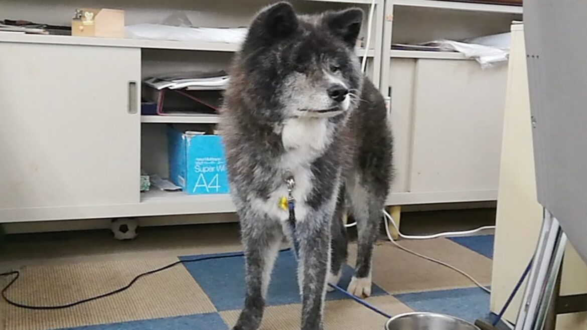 秋田犬会館配信！