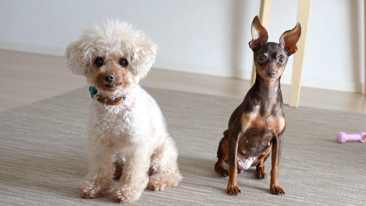保護犬と姉犬、5ヶ月目の距離感