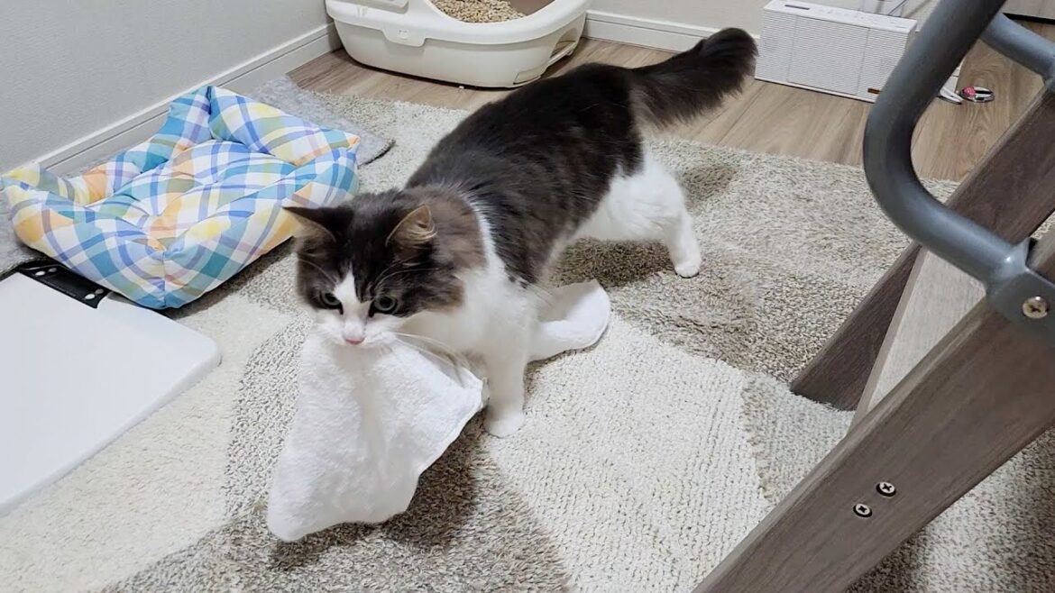 【猫あるある】物を口にくわえて運ぶのは犬だけじゃない