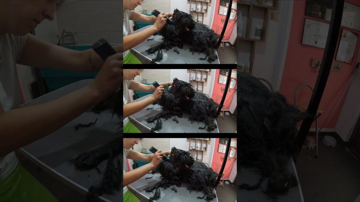 Puli Transformation: How Proper Care Can Work Wonders!  #rescuedandloved #grooming #abandoned