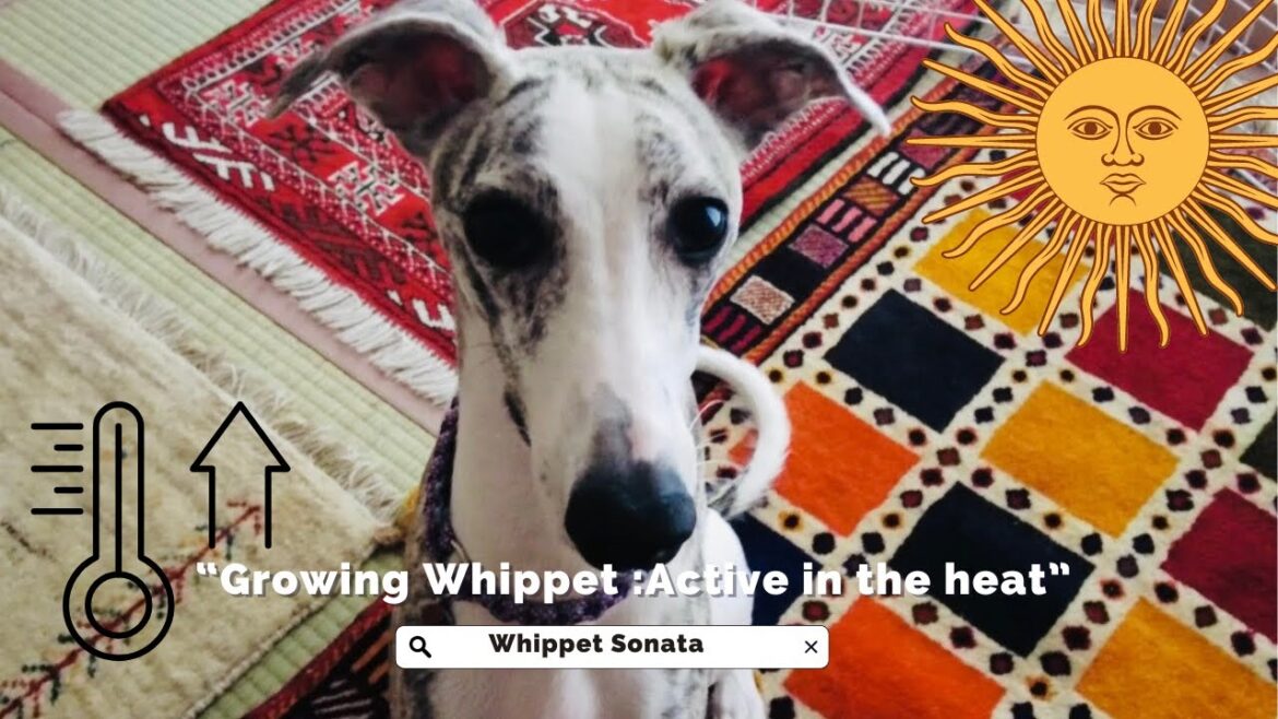 猛暑でも元気！ウィペット子犬の夏の遊び方＆成長記録 / Staying Active in the Heat! Whippet Puppy Summer Play & Growth Record
