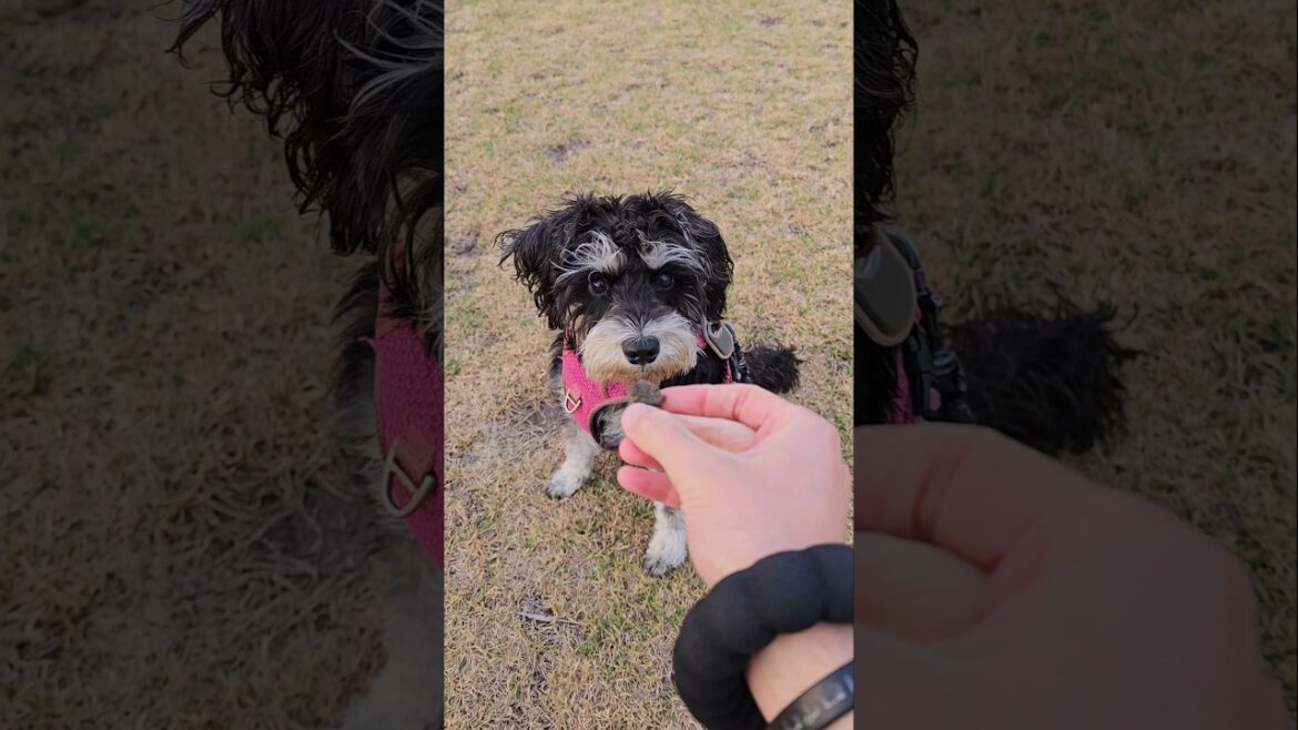 Miniature Schnauzer Wants Treat