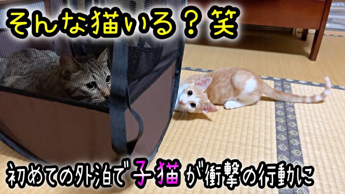 子猫が初めての外泊で驚愕の行動を連発・・・君は特別かもしれない 子猫が初めての外泊で驚愕の行動を連発・・・君は特別かもしれない