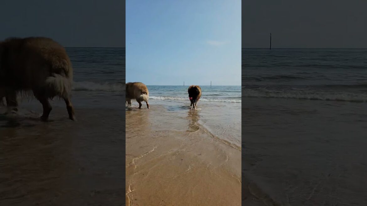 A LEONBERGER MEET UP AT THE BEACH #dog #leonberger #beach