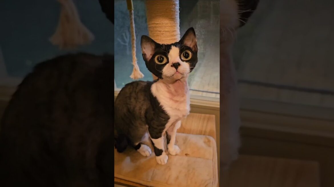 loyal if you feed me #devonrex #kitten #yokokat #cute #cutekitten