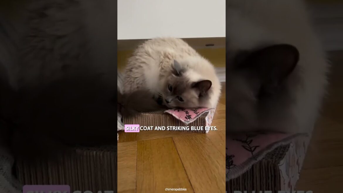 Cutest cat breeds | #munchkincat  and #birmancat   #shortsvideo #catbreed