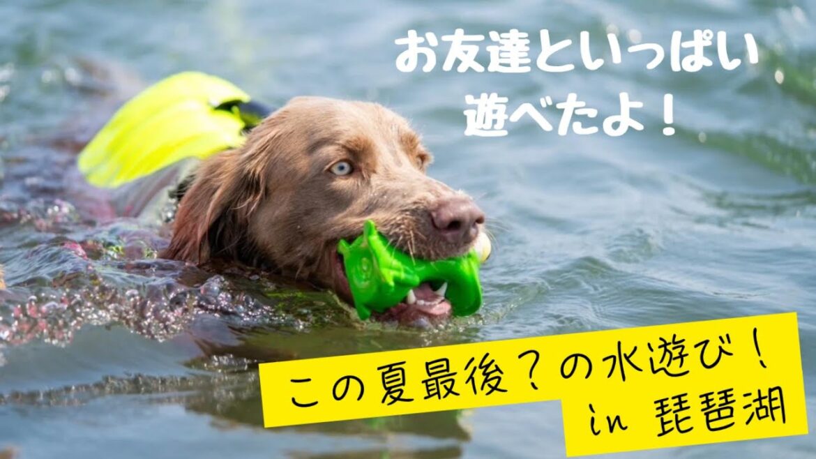 【おでかけ#29】たくさんのお友達と琵琶湖を楽しんできました！
