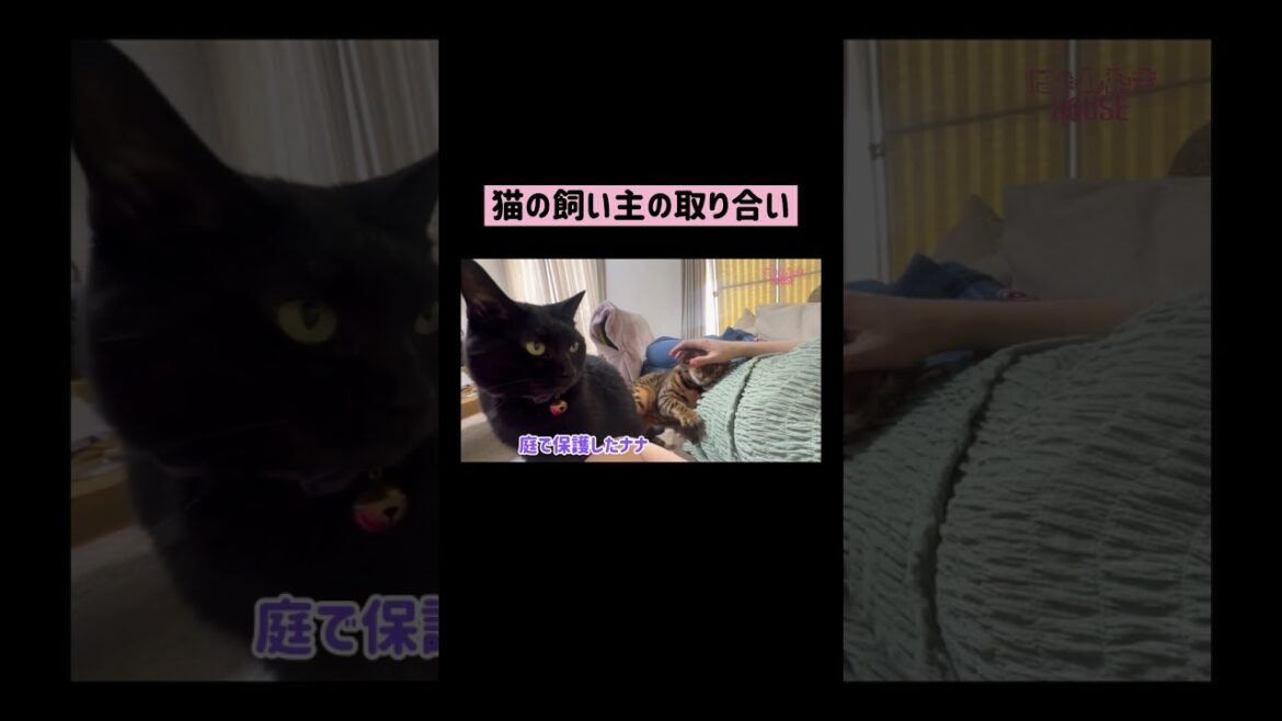 猫の飼い主を取り合い #shorts