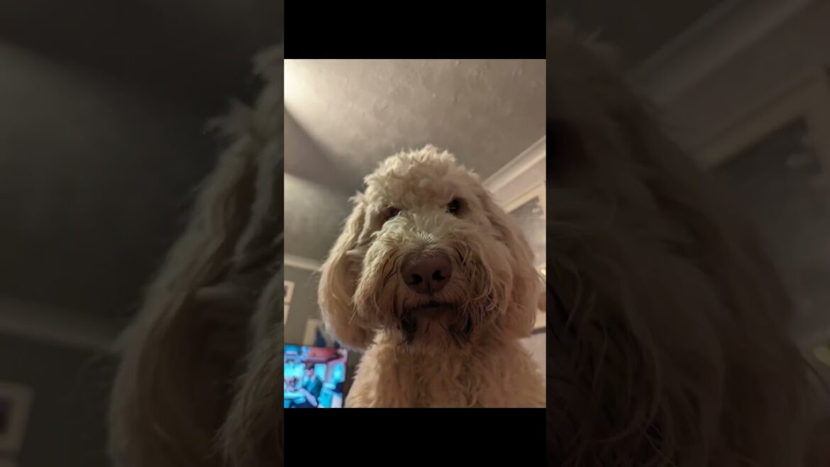 Our dog Percy, the #cutest and post handsome #goldendoodle . #dogs