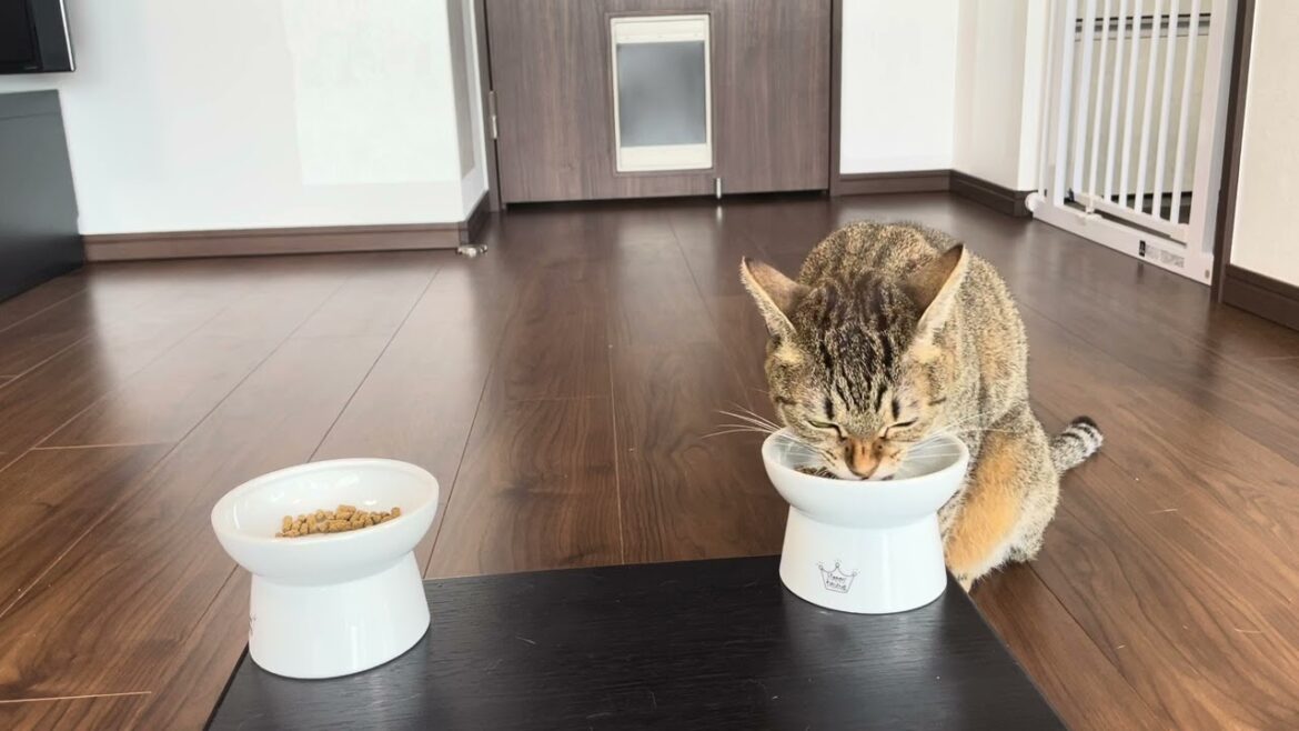 1244 20240915 昼ごはん Enjoy your meal, Bon appetit
