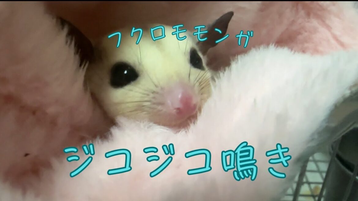 【フクロモモンガ】ジコジコ鳴き声