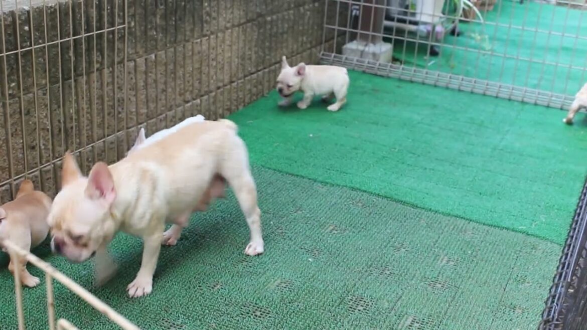 フレンチブルドッグ子犬（2024/7/30生れ）9月18日の様子　【子犬販売スマイルわん】