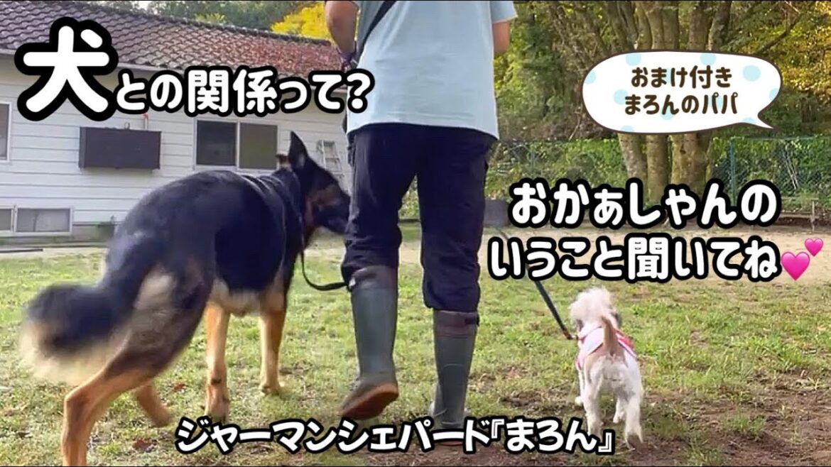 【ジャーマンシェパード】犬との信頼関係はどうしたら築ける？知識はアップデートして頼れる飼い主にならなくちゃ☺️まろんのパパもちょっと見せ🐶