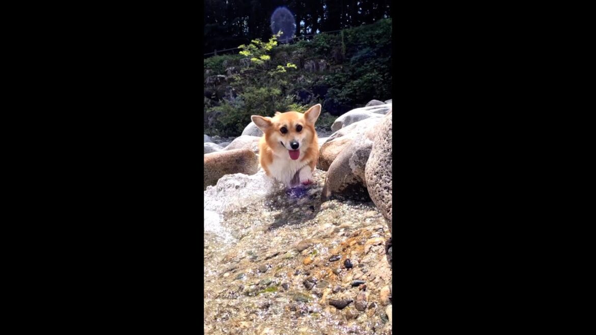 川の流れを横切るコーギー / A corgi wading through the current #shorts