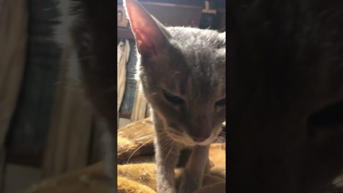 ラパーマのテオフィル　モミモミ
