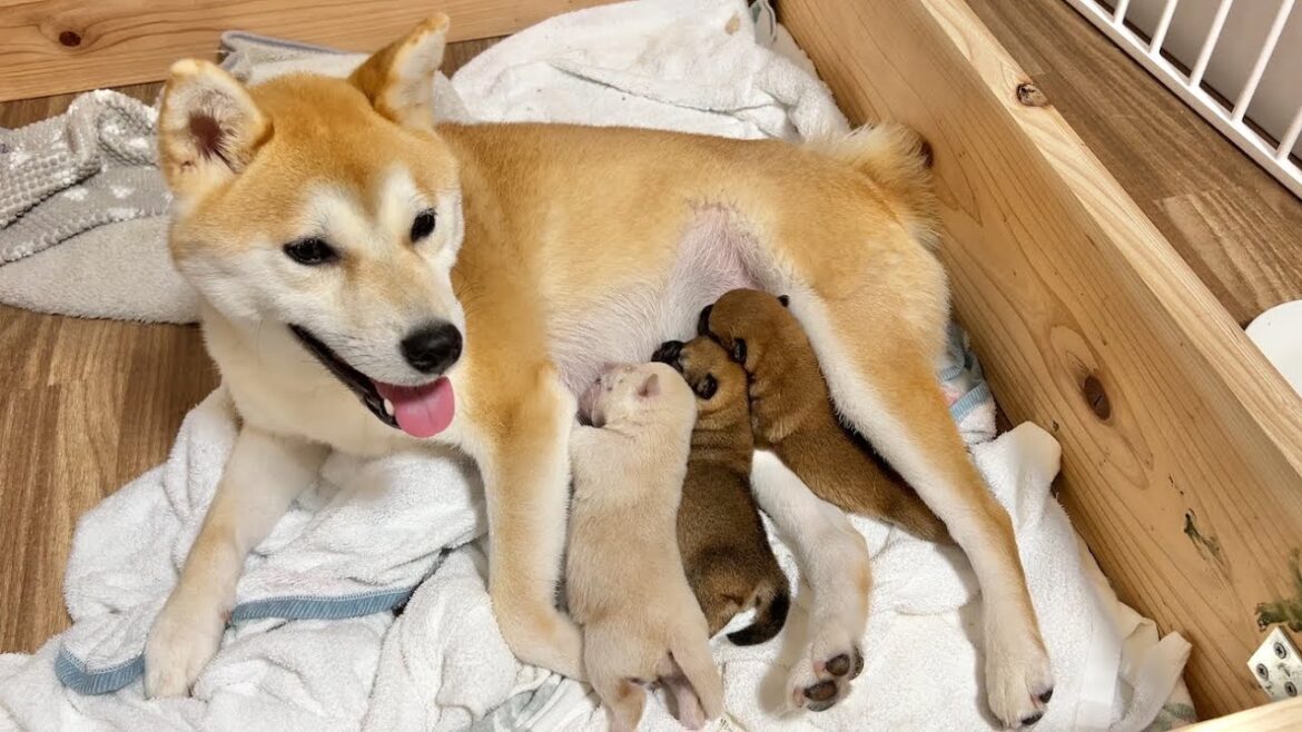 【柴犬 子犬】母乳を一生懸命飲む姿が尊すぎる生後3日目の子犬たち