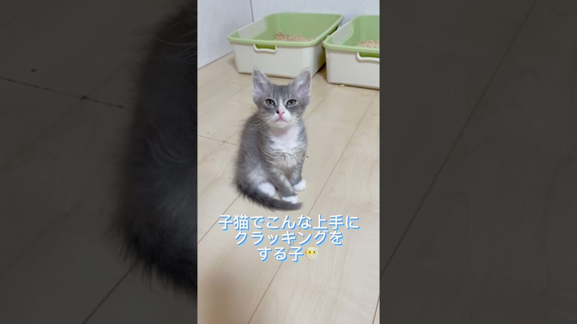 クラッキング上手なラパーマちゃん♥️ 【お問合せ詳細は説明欄に記載あります】 #ラパーマ #マンチカン #子猫 #猫 #ブリーダー直販 #ミヌエット #猫のいる暮らし #子猫販売 #猫動画