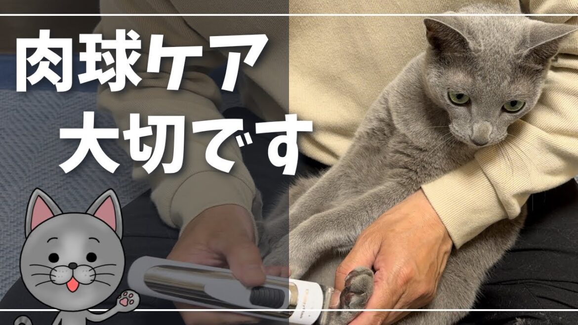 フローリングで滑ってケガしないように…【ロシアンブルー】猫 フローリングで滑ってケガしないように…【ロシアンブルー】猫