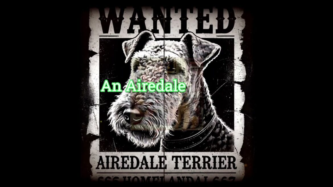 Airedale Terrier: The King of Terriers