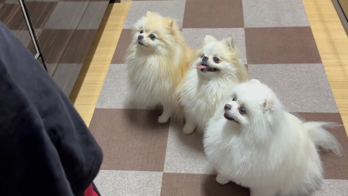 キッチンの前で並んでおねだりアピールする３姉妹ポメラニアンが可愛すぎた