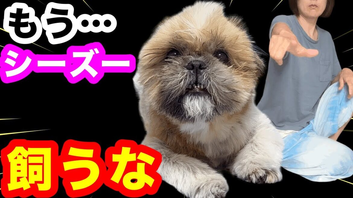 犬は飼うものではない【シーズー】とバツイチ50代女性