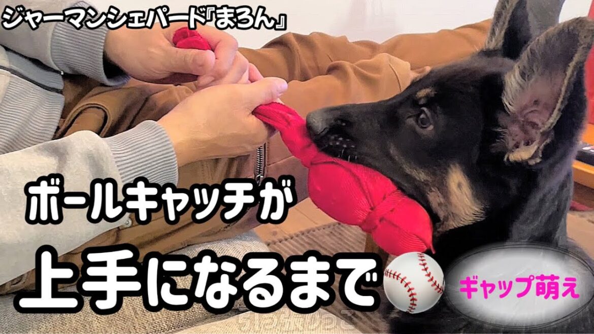 【ジャーマンシェパード】ギャップ萌えまろん🐶今みたいなジャンピングキャッチができるようになったのっていつ頃？ちょっと振り返ってみたよ⚾️