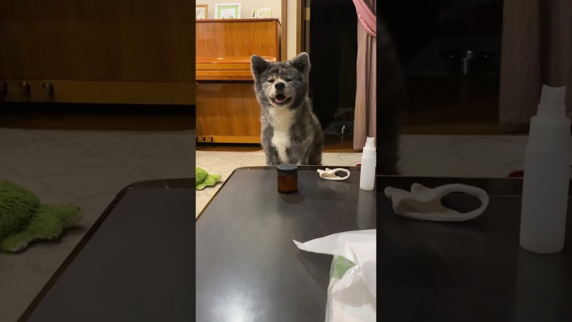 笑顔をふりまく可愛い秋田犬ぱたこ【Akita-inu】@akita-inu-pata #shorts