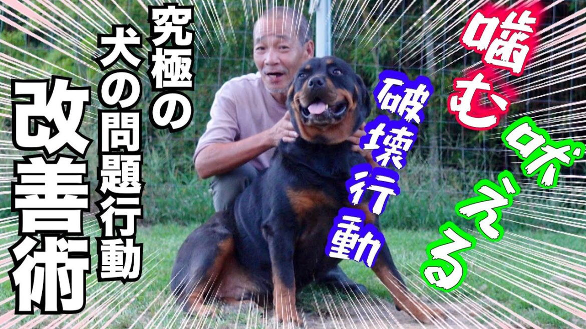 【お悩み解決】改善しない犬の問題行動を一気に改善します👍 【お悩み解決】改善しない犬の問題行動を一気に改善します👍