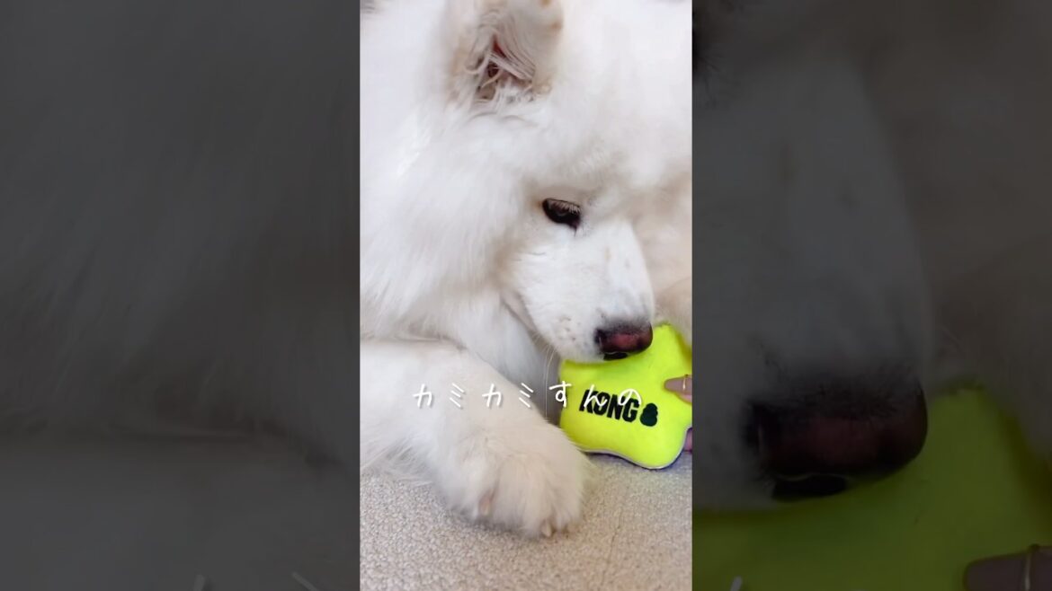 新しいおもちゃの使い方を間違えてる大型犬 #サモエド #samoyed #そうじゃない