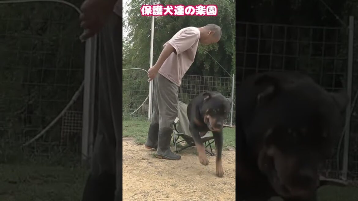 究極の甘えん坊 #ロットワイラー 権蔵 #rottweiler #shorts
