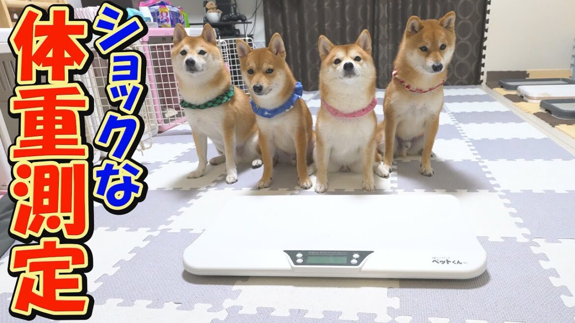 太った事に気づいた長女の柴犬が、必死に減量しようとする姿に思わず笑ってしまいました
