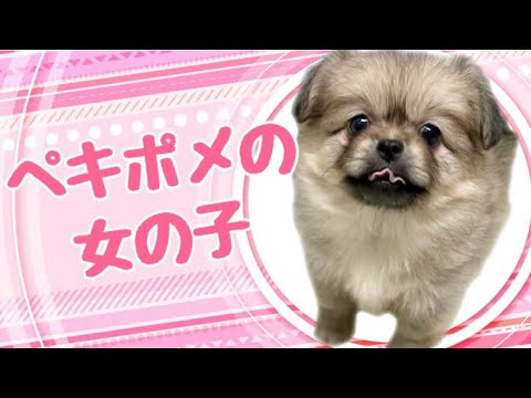 ハーフ犬・ペキポメの子犬 (平野瓜破) ハーフ犬・ペキポメの子犬 (平野瓜破)