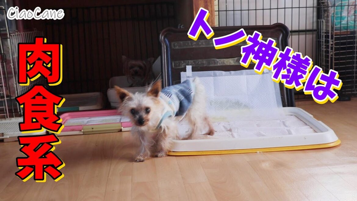 トノ神様はまだまだファンキー【ヨークシャーテリア専門犬舎チャオカーネ】