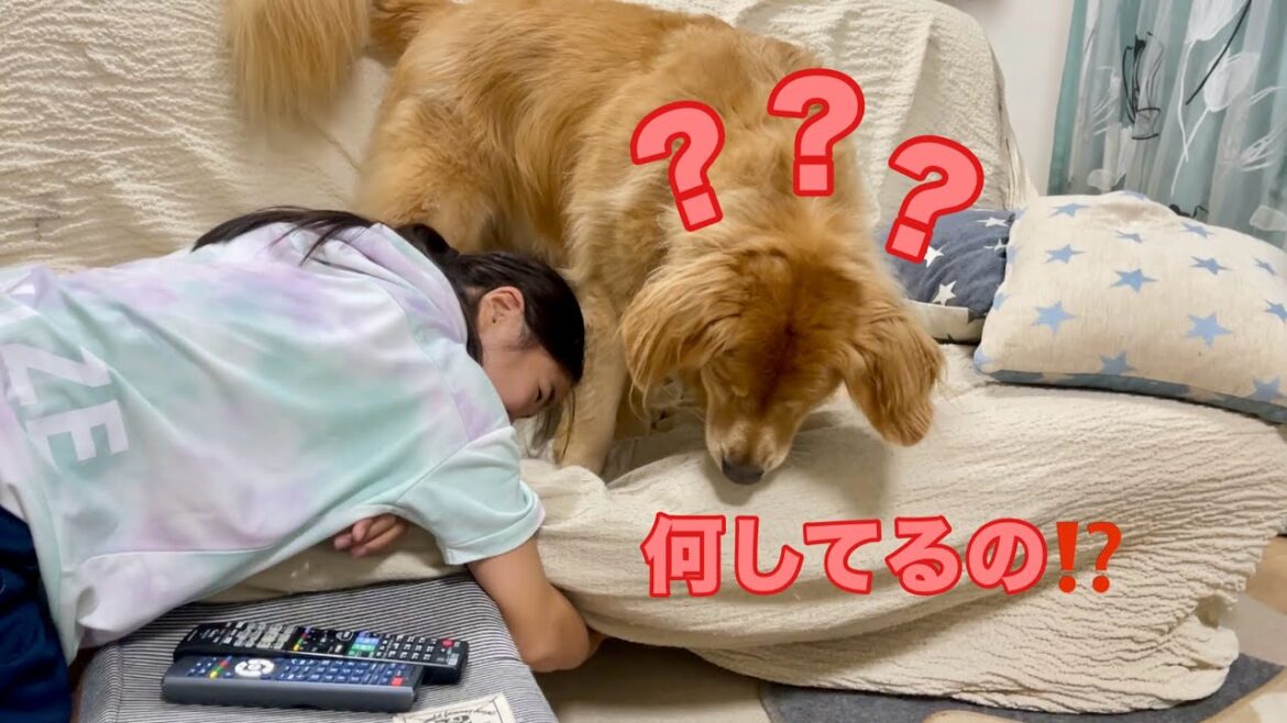 姉の行動が気になりすぎて好奇心が止められない大型犬クッキー【ゴールデンレトリバーとミニチュアダックスフンド】