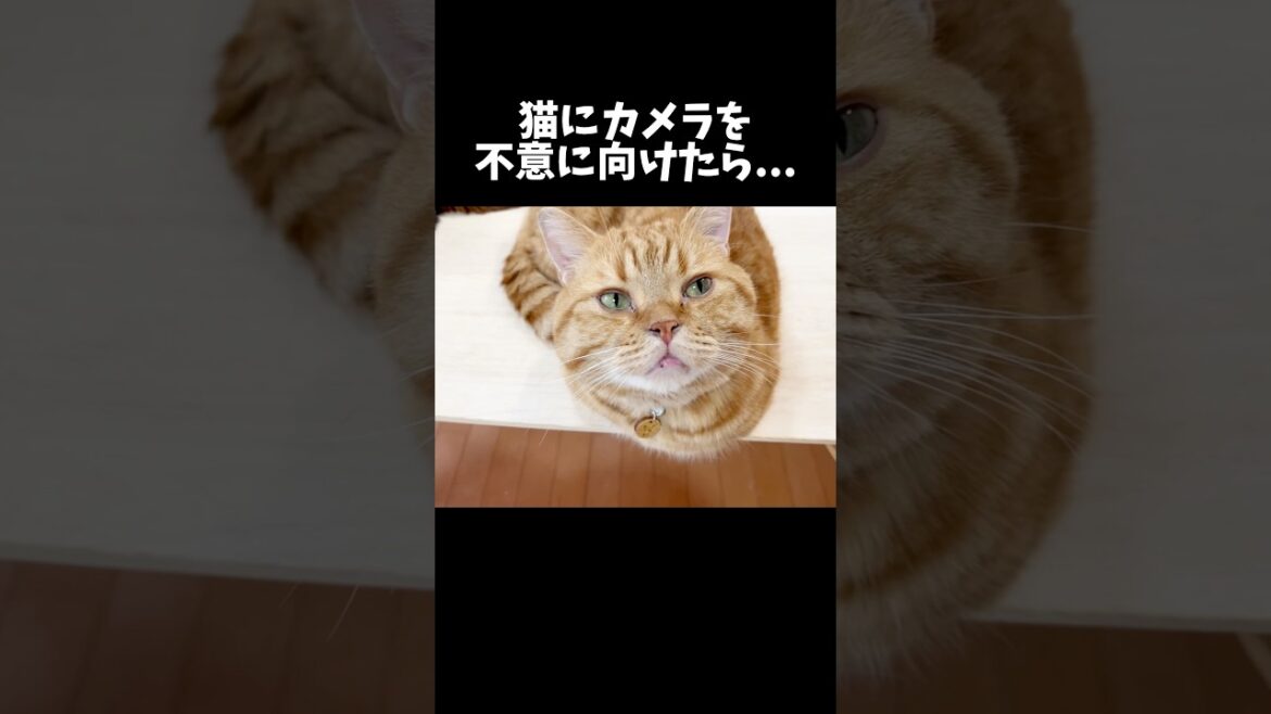 猫にカメラを不意に向けたら... #猫 #マンチカン #shorts