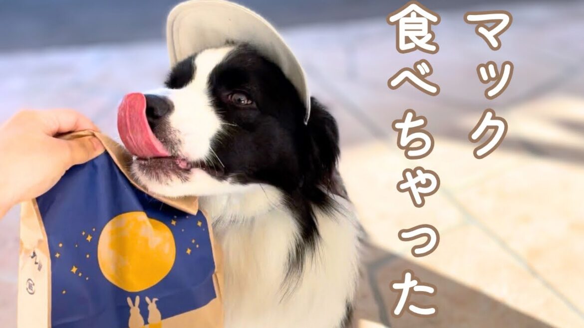 愛犬がマックを食べてしまいました...