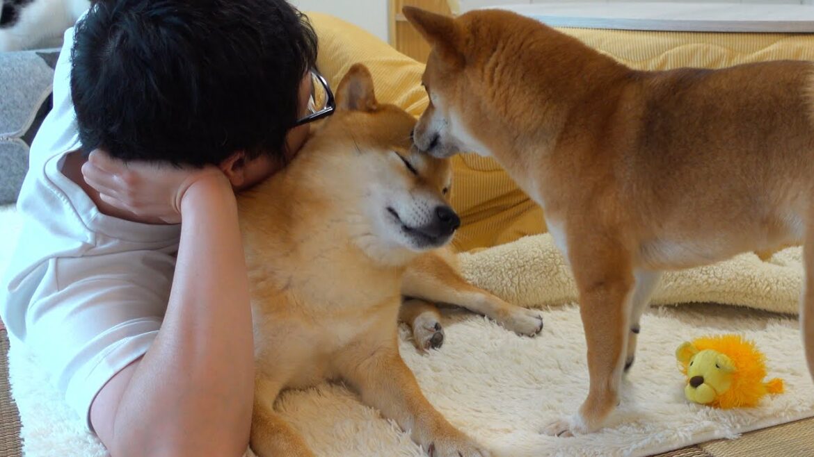 柴犬と猫を救いたい‥寒すぎるのでコタツを出してあげたら想像以上に可愛い展開に。。