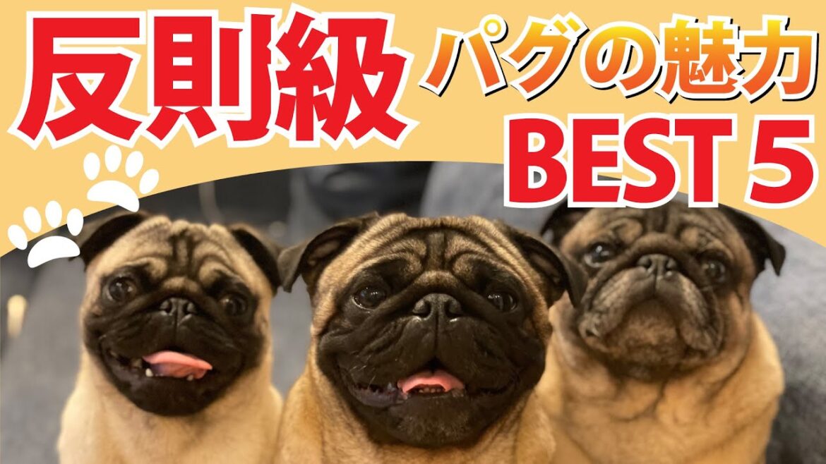 【パグの魅力 ベスト5】あなたもきっと沼っちゃう！？