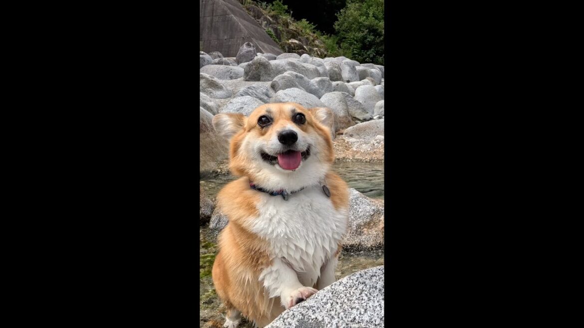 笑顔で伸び上がるコーギー / A Corgi stretching with a smile on its face #shorts