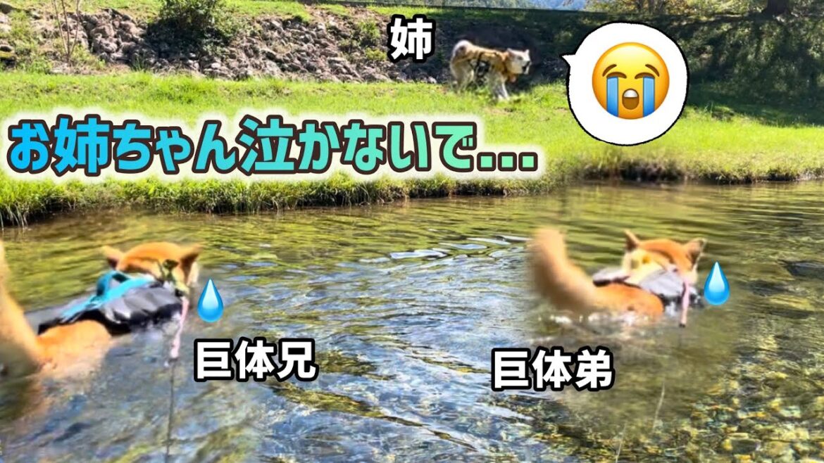 ぼっちで鳴いてしまった姉柴犬を心配して泳ぎをやめて駆け寄る柴犬巨体兄弟が優しい