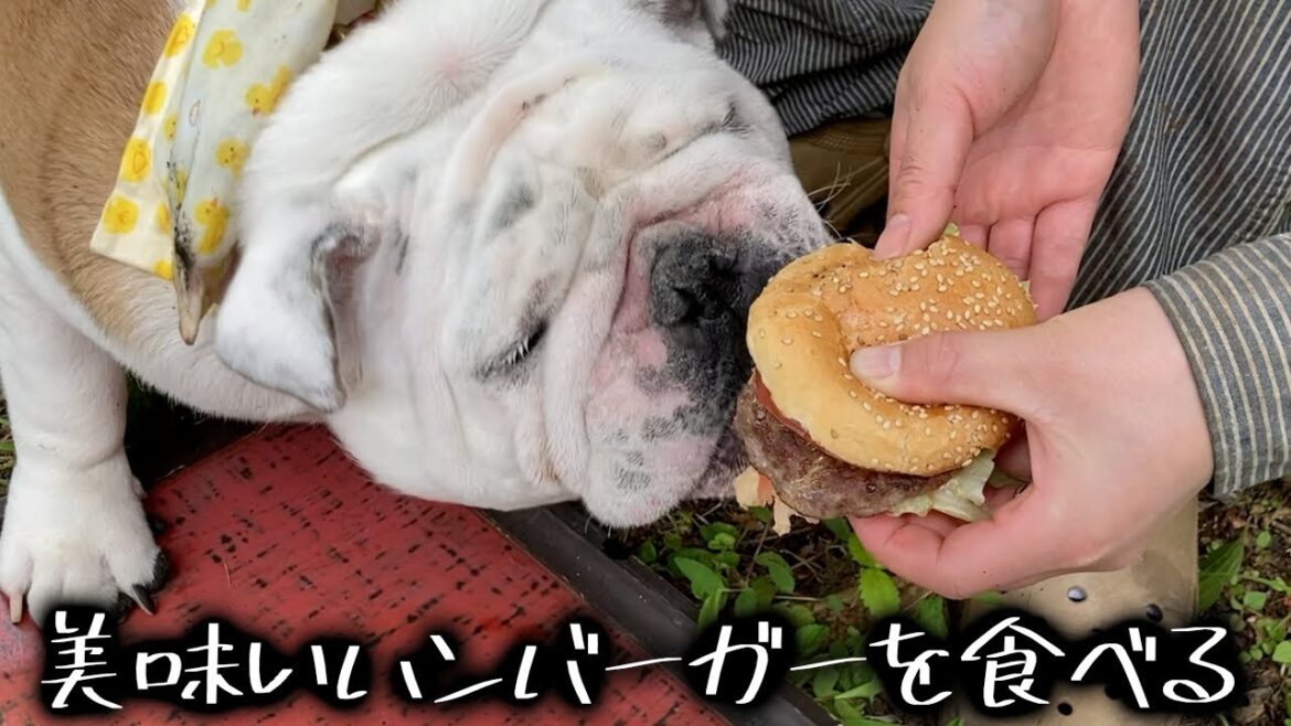 激ウマ♪ハンバーガーを一気食いするブルドッグ！！