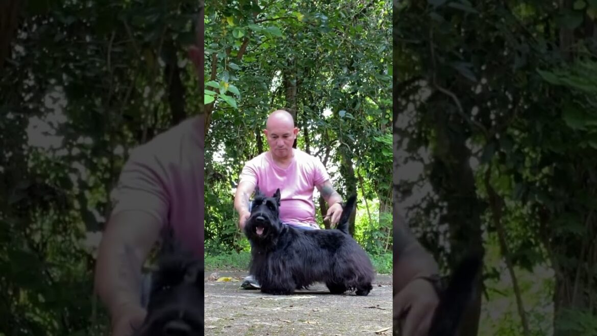 Scotish Terrier Training #pets #dogtraining #hernandogworldtv