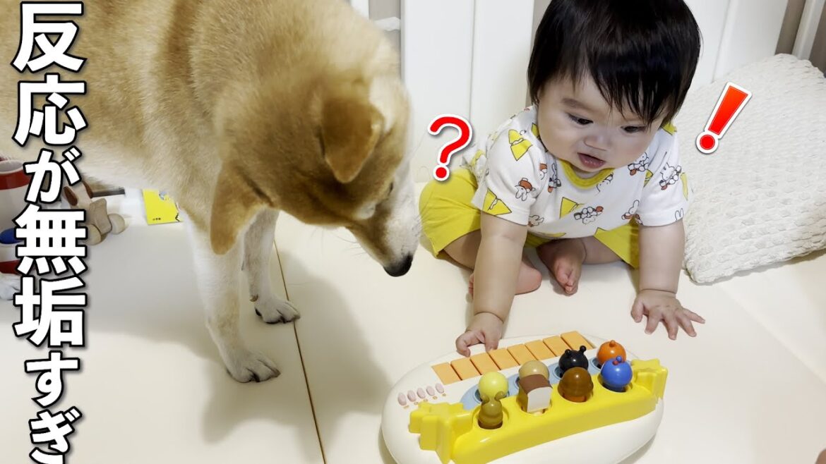 新しいおもちゃを前にした１歳児と柴犬の反応が無垢すぎる
