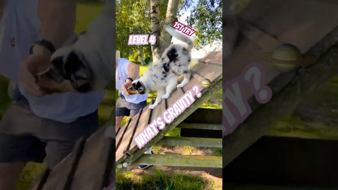 Aussie Puppy Agility Training 🎢  #puppy #agility #dogtraining