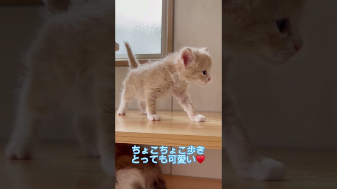 綺麗なクリームカラーのラパーマちゃん♂ 【お問合せ詳細は説明欄に記載あります】 #ブリーダー直販 #ラパーマ #猫 #マンチカン #ミヌエット #子猫 #猫のいる暮らし #子猫販売