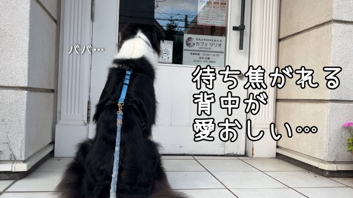 パパの出張で寂しいナツ家にババが来て大興奮!お店に入るババを待つボーダーコリーが愛おしすぎる件… パパの出張で寂しいナツ家にババが来て大興奮!お店に入るババを待つボーダーコリーが愛おしすぎる件…