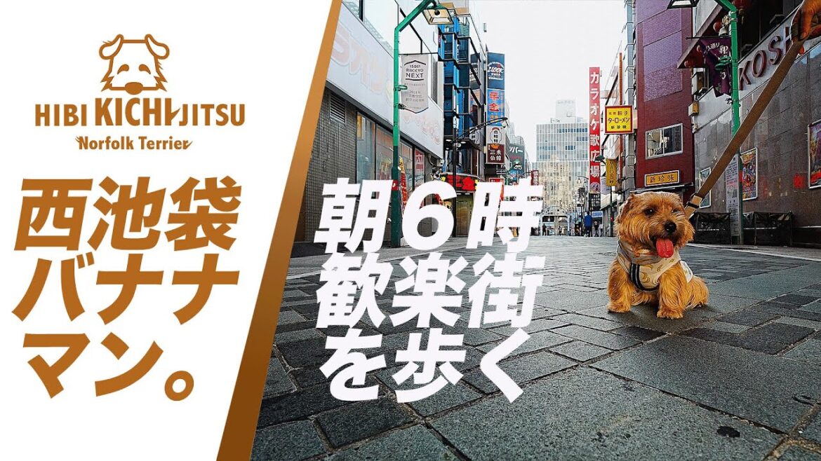 愛犬キチ 朝5時半 西池袋を歩く【 ノーフォークテリア norfolkterrier  kichi 吉 お散歩】 愛犬キチ 朝5時半 西池袋を歩く【 ノーフォークテリア norfolkterrier  kichi 吉 お散歩】