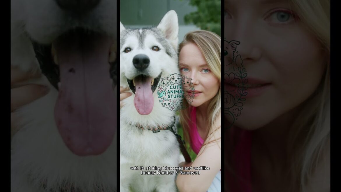 Top 5 Most Beautiful Dog Breeds in the World | The Most Stunning Dogs on Earth #doglover #shorts